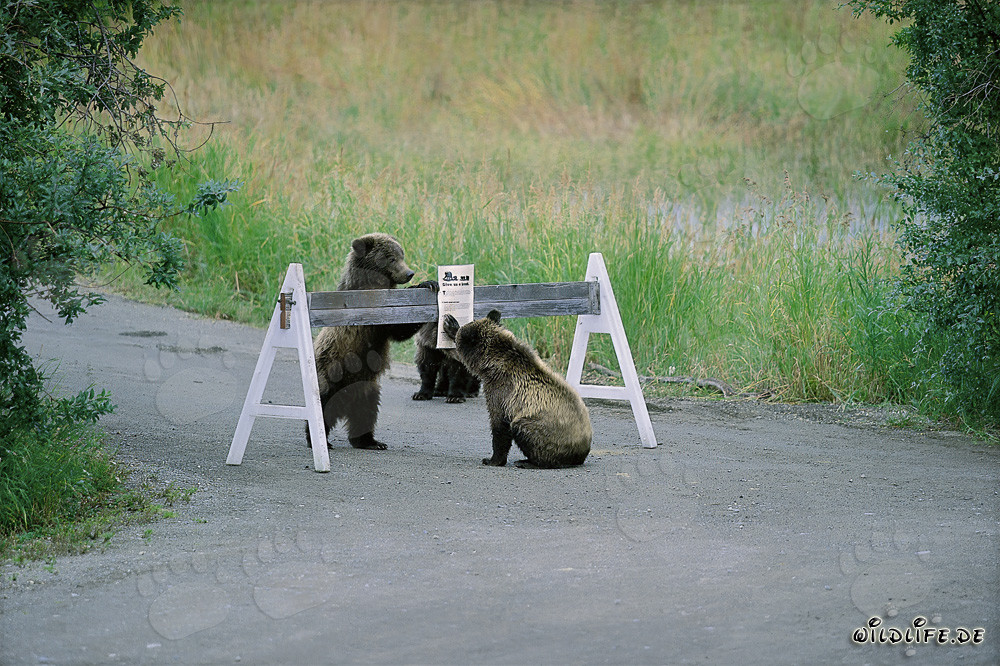 Trois adorables oursons bruns devant un panneau indicateur