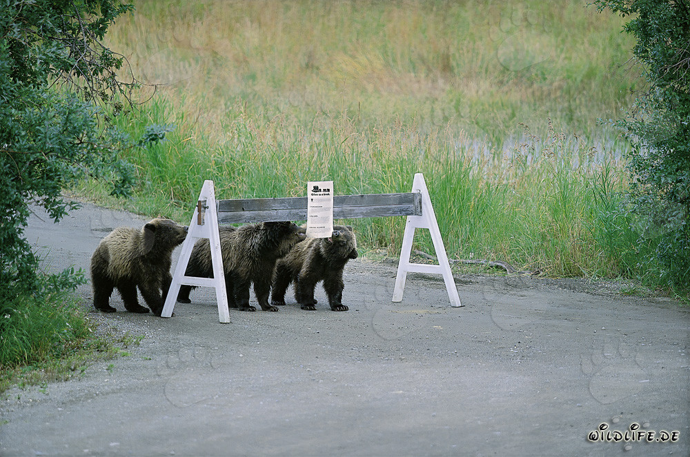 Three adorable Brown Bears and a striking sign