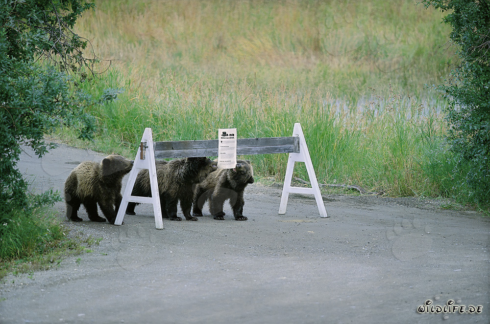 Tre adorabili orsi bruni e un vistoso cartello di avvertimento