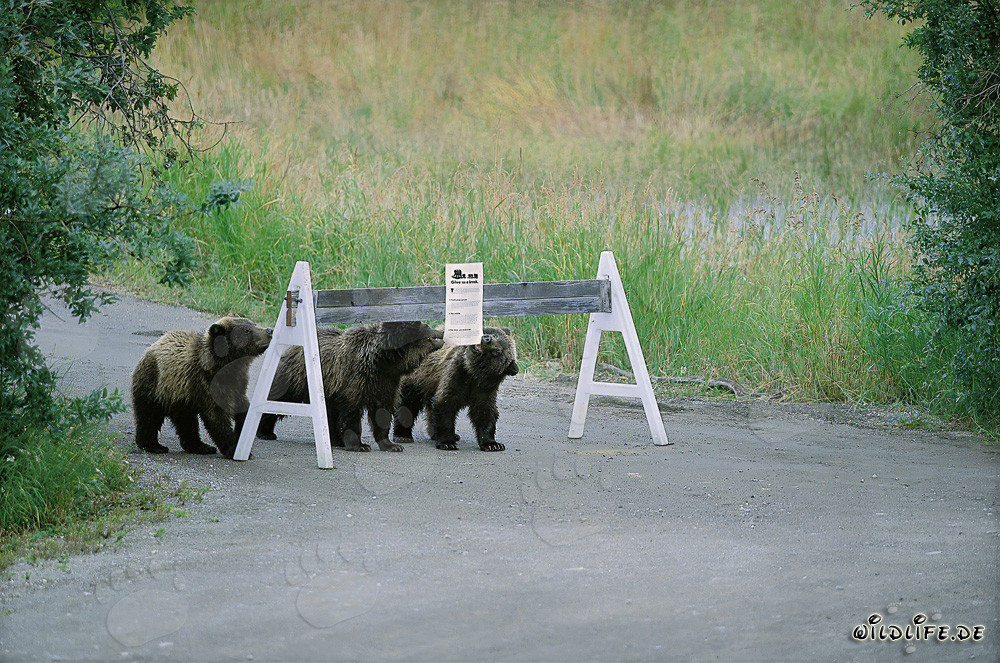 Tres adorables osos pardos y un llamativo letrero de advertencia