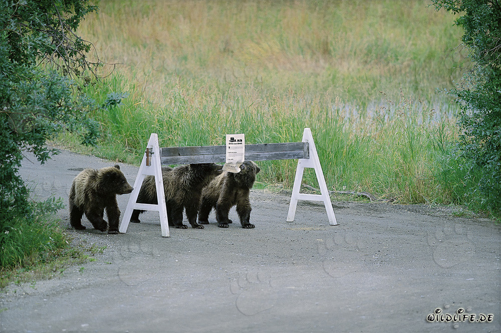 Drei niedliche Braunbärenjungen und ein auffälliges Hinweisschild