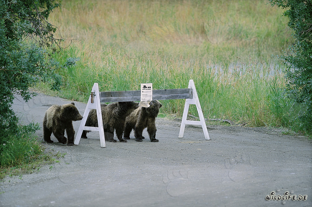 Three adorable Brown Bear cubs and a prominent sign