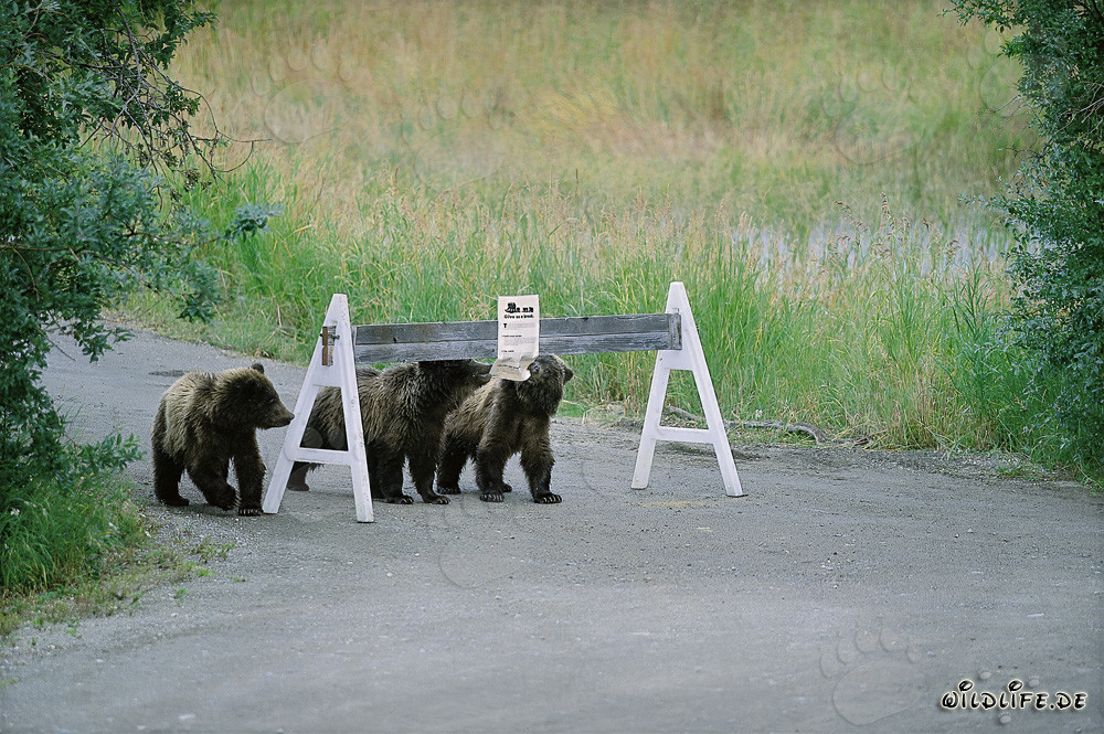 Tres lindos cachorros de oso pardo y un llamativo cartel indicativo