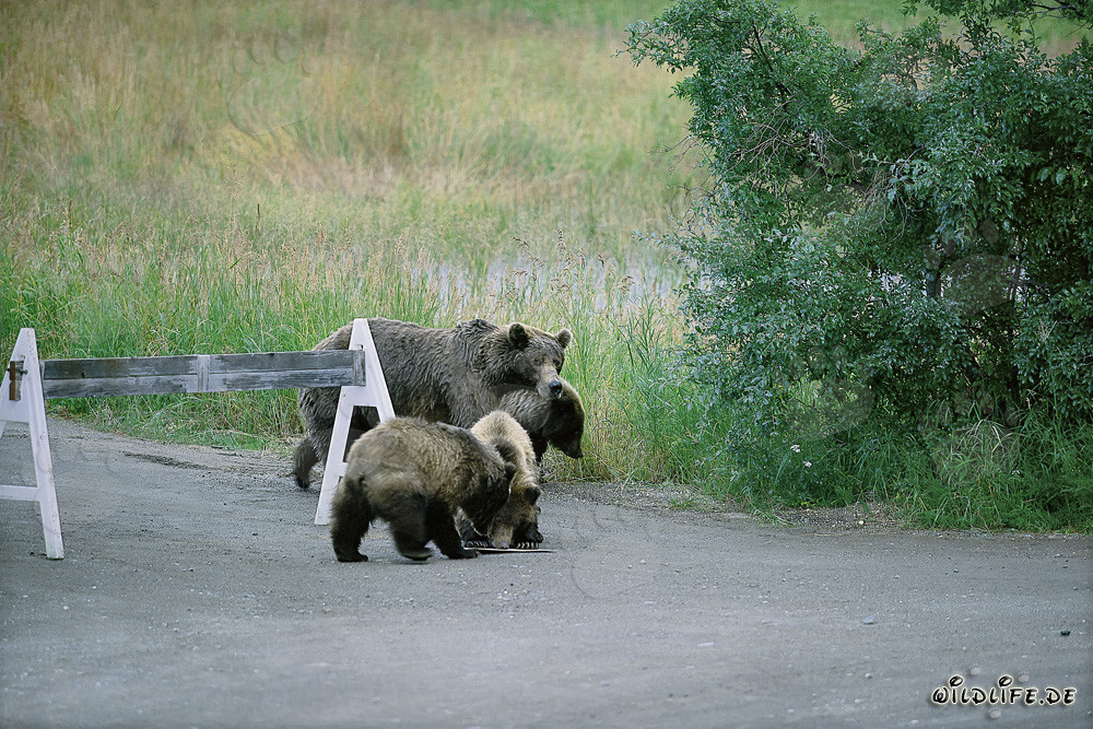 Three Cute Brown Bears and a Warning Sign