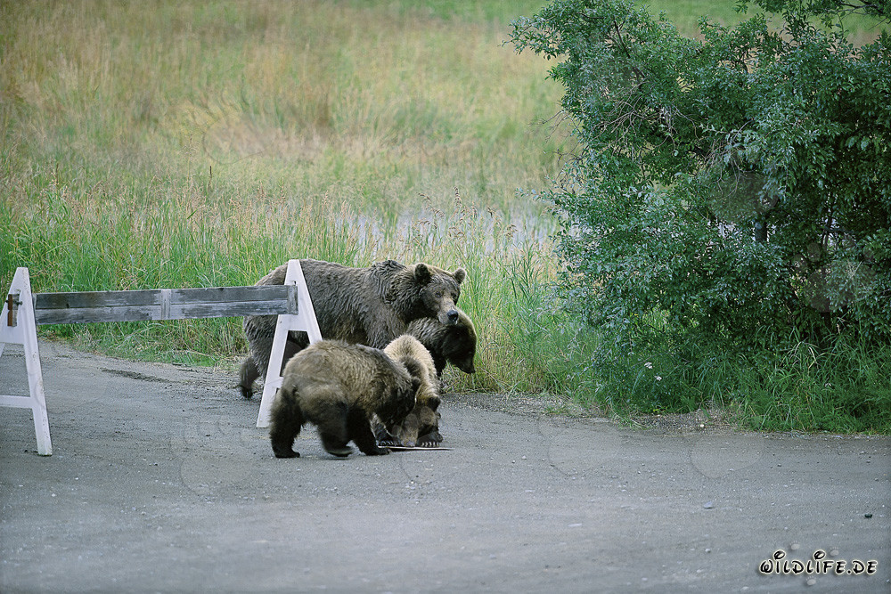 Trois adorables oursons bruns et un panneau indicatif