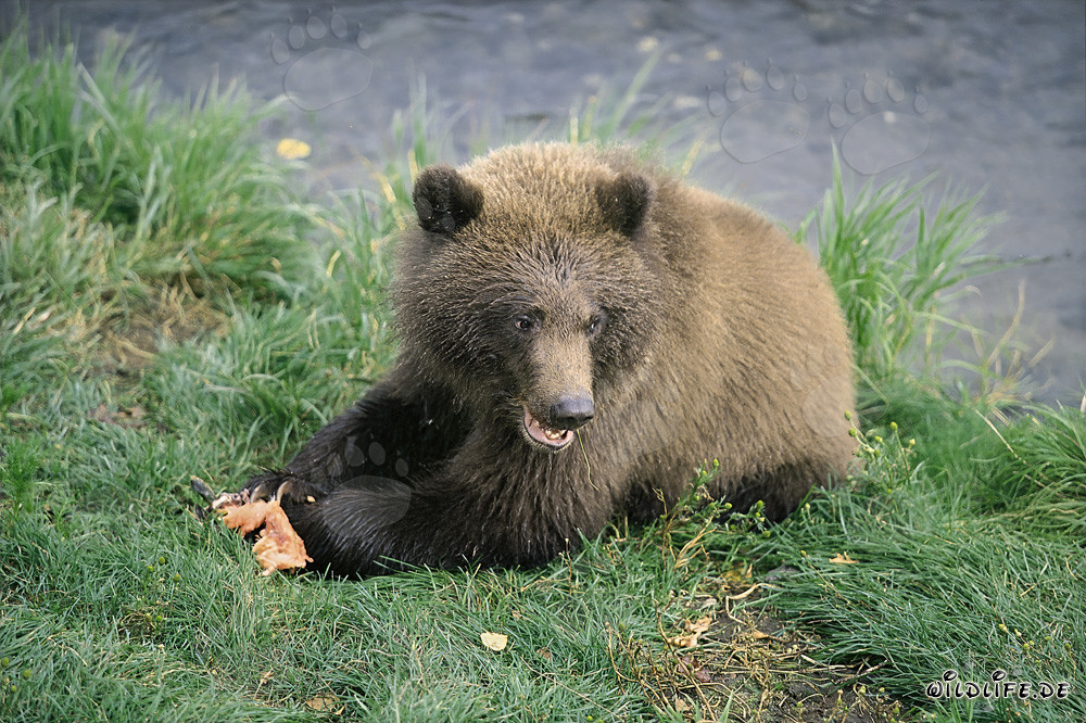 Giovane orso bruno gusta salmone fresco al fiume Brooks in Alaska