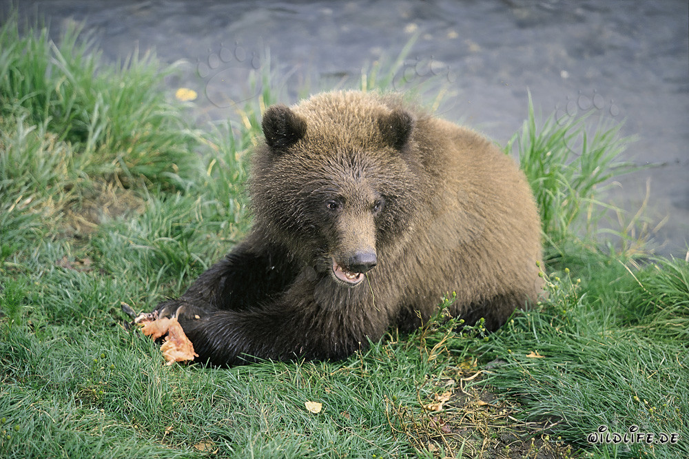 Jungbär genießt frischen Lachs am Brooks River in Alaska