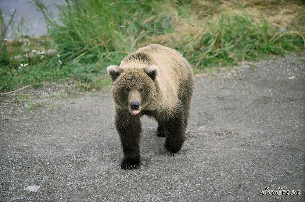 Oso pardo majestuoso en un pintoresco camino de grava