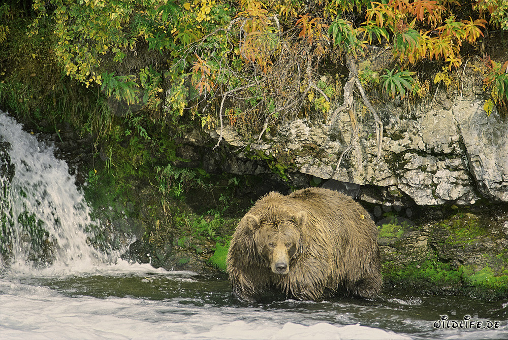 Magnificent Brown Bear in the Autumn