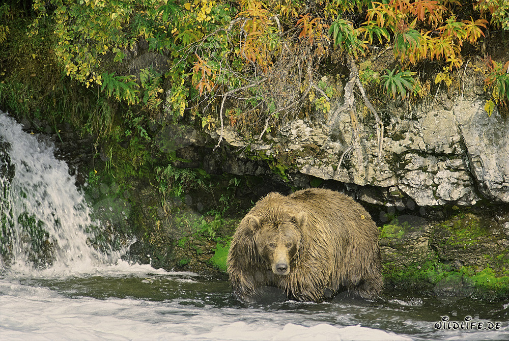 Esemplare magnifico di orso bruno in autunno