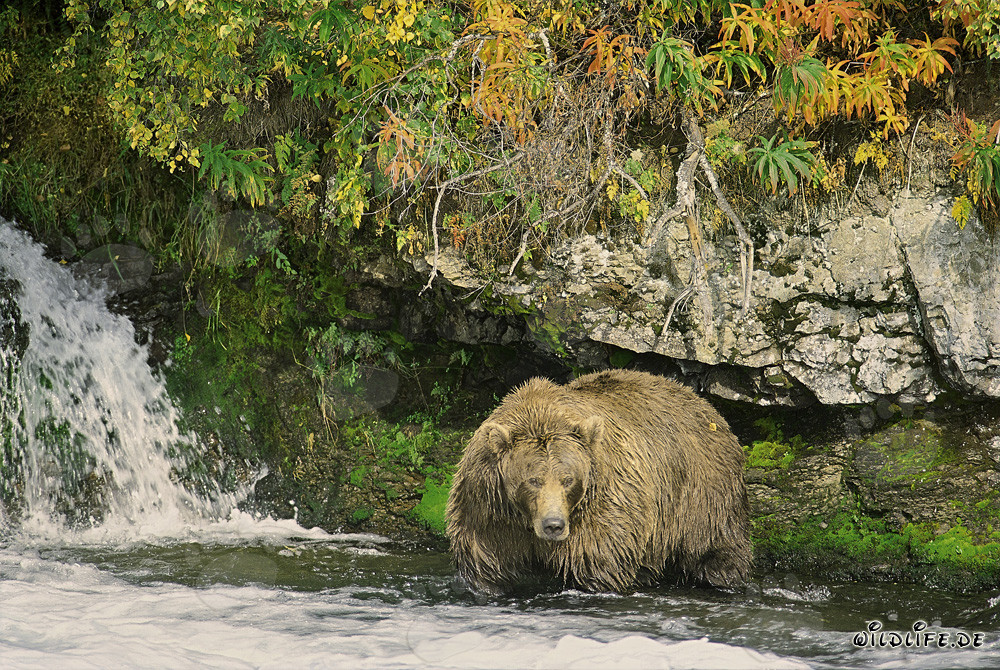 Ejemplar magnífico de oso pardo en otoño
