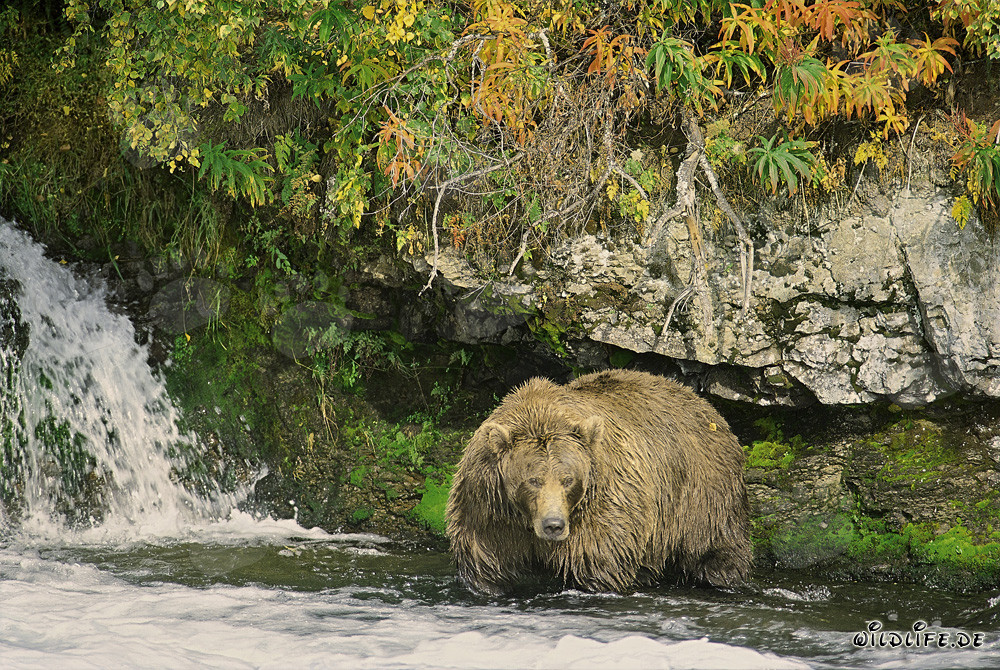 Exemplaire magnifique de l'ours brun en automne