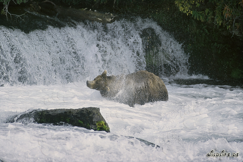 Braunbär schüttelt sich unter Wasserfall ab