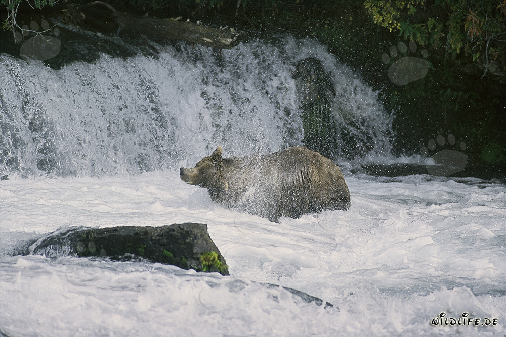 Oso pardo sacudiéndose bajo una cascada
