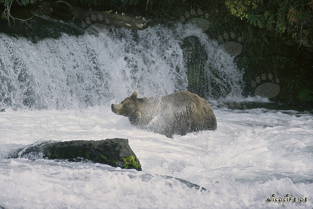 Ours brun secouant sous une cascade