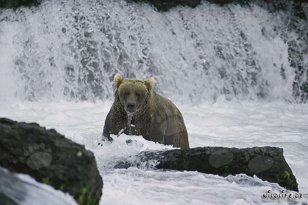 Majestätischer Braunbär beim Lachsfang am Wasserfall