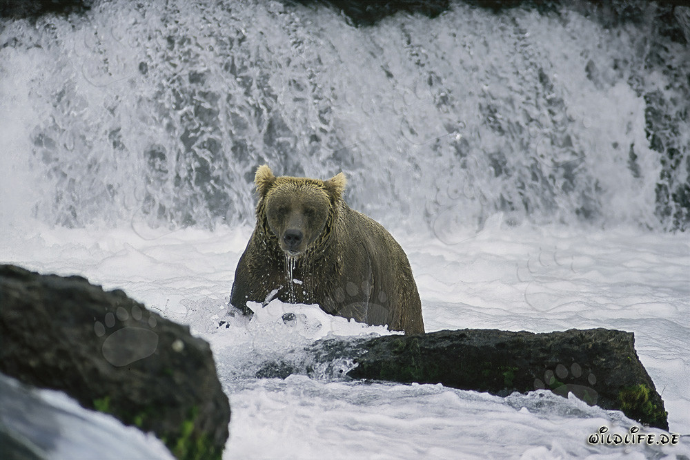 Majestic Brown Bear Catching Salmon at the Waterfall