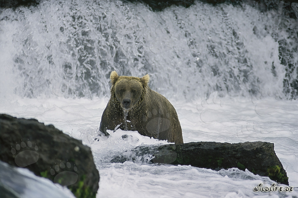 Maestoso orso bruno che pesca salmoni alla cascata