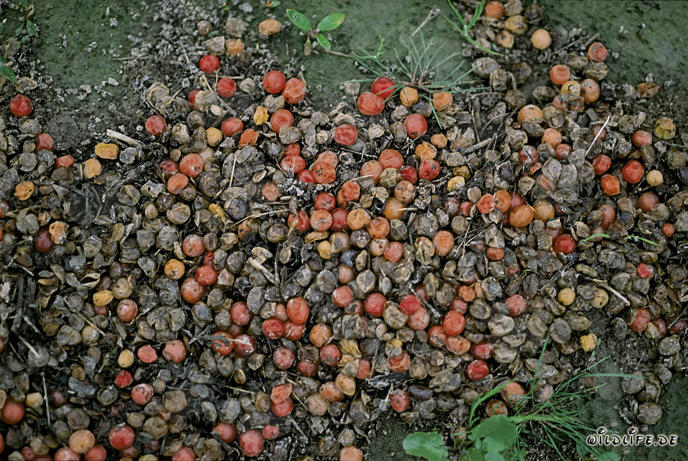 Brown Bear Excrement in the Untouched Katmai National Park in Alaska