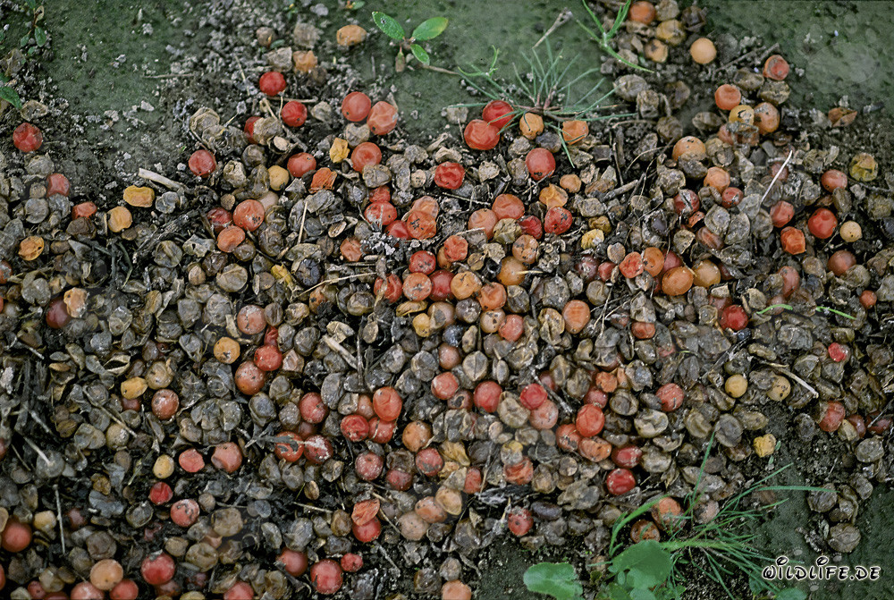 Escrementi di orsi bruni nell'incontaminato Parco Nazionale di Katmai in Alaska