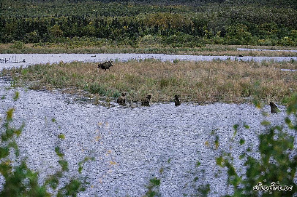 Brown bears and moose in fascinating encounter
