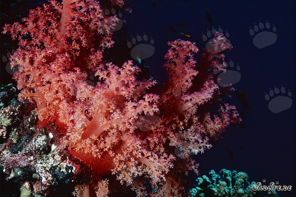 Fascinante coral blando en el mar Rojo
