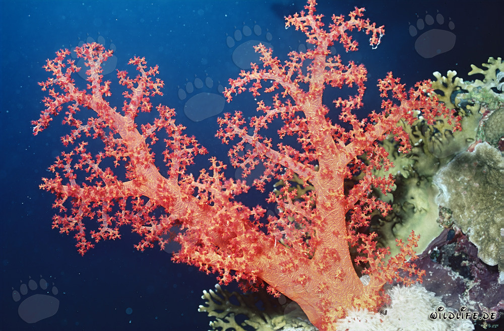 Affascinante corallo morbido nel Mar Rosso