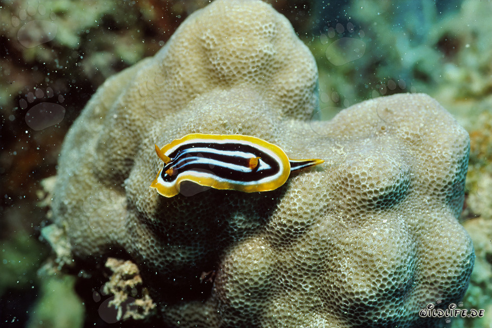 Colorful Nudibranch in the Red Sea