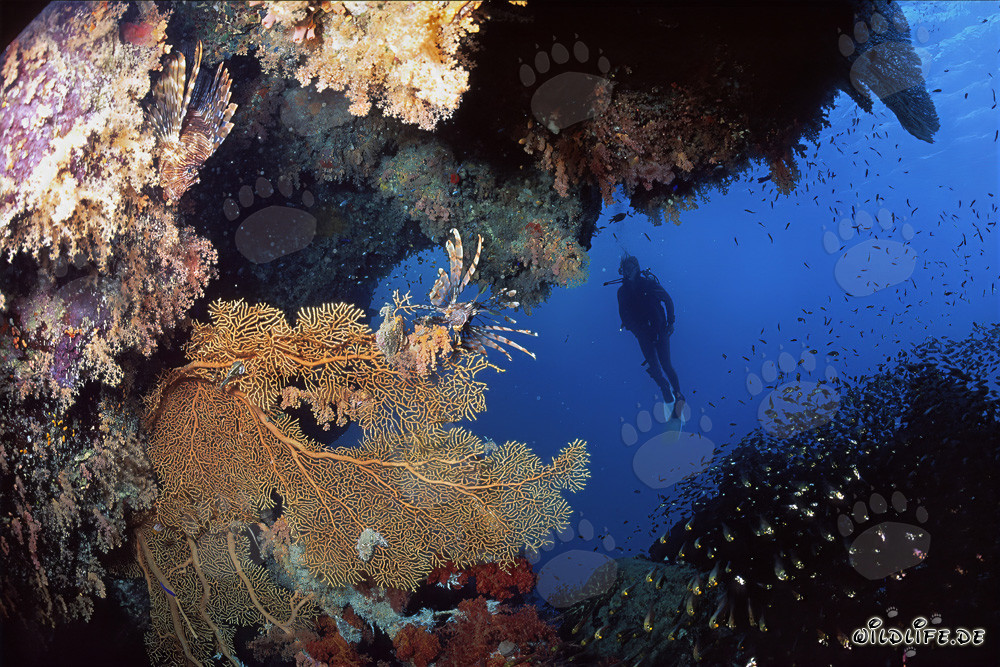 Giant sea fan Annella mollis and female diver underwater