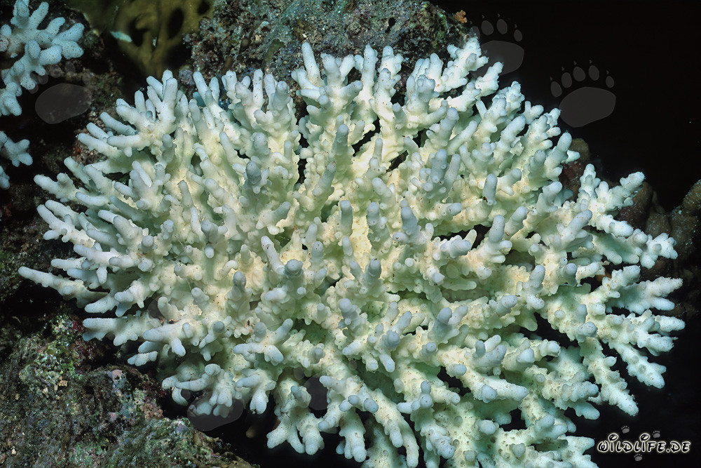 Disastroso sbiancamento dei coralli nel Mar Rosso