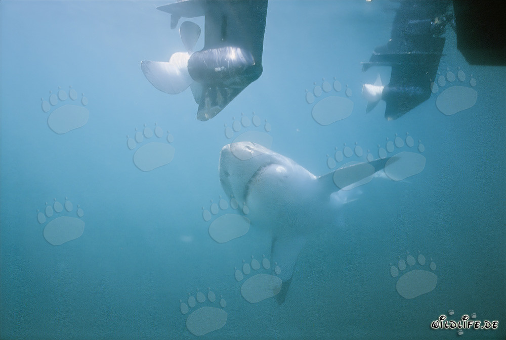 Fascinating Great White Shark watching outboard motors
