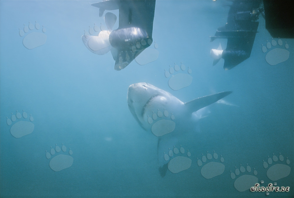 Requin blanc fascinant observe les hors-bords