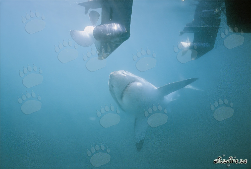 Faszinierender Weißer Hai beobachtet Außenbordmotoren