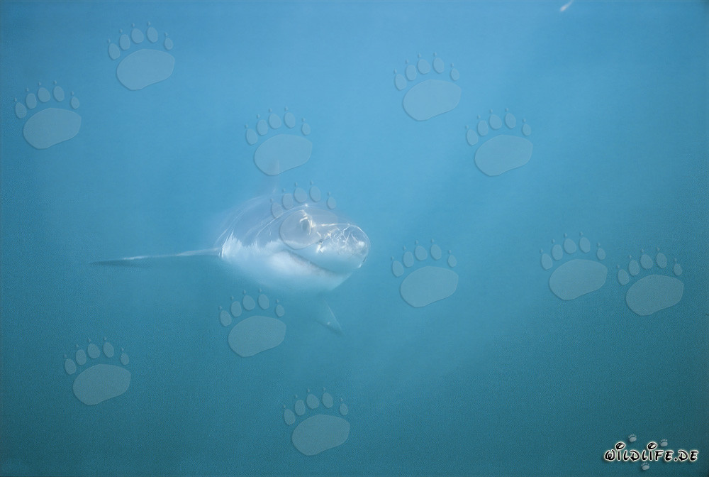 Impresionante Gran Tiburón Blanco en la Shark Alley frente a Gansbaai, Sudáfrica