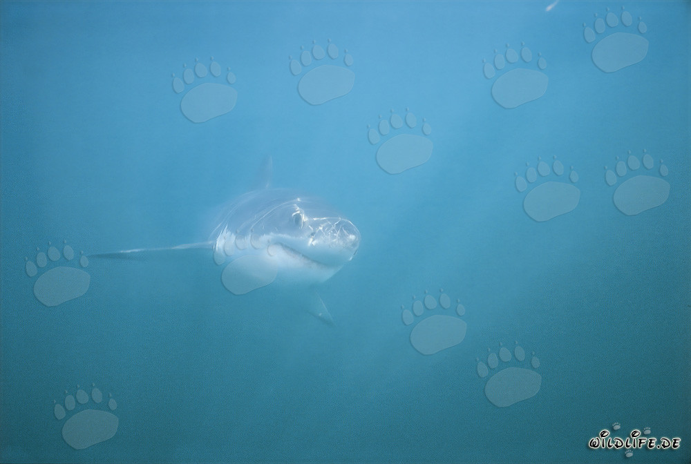 Grand requin blanc impressionnant dans la Shark Alley près de Gansbaai, Afrique du Sud