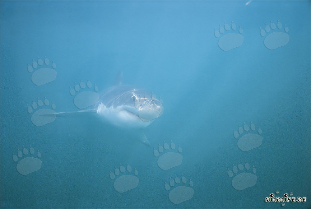 Impressive Great White Shark in the Shark Alley off Gansbaai, South Africa