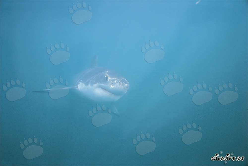 Imposanter Weißer Hai in der Shark Alley vor Gansbaai, Südafrika