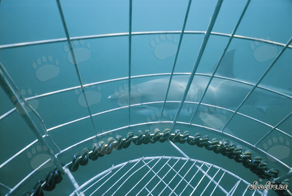 Great white shark swims past the shark cage