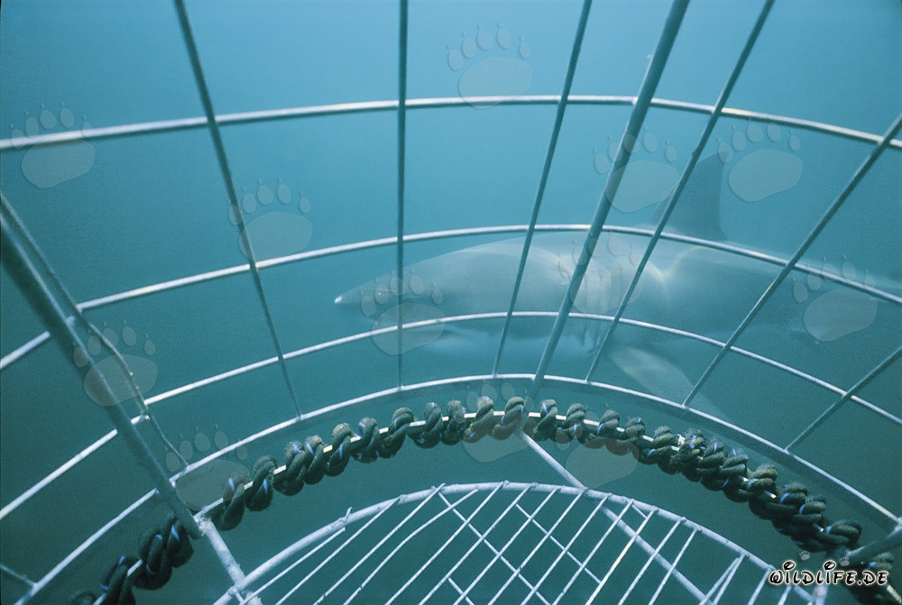 Lo squalo bianco nuota davanti alla gabbia degli squali