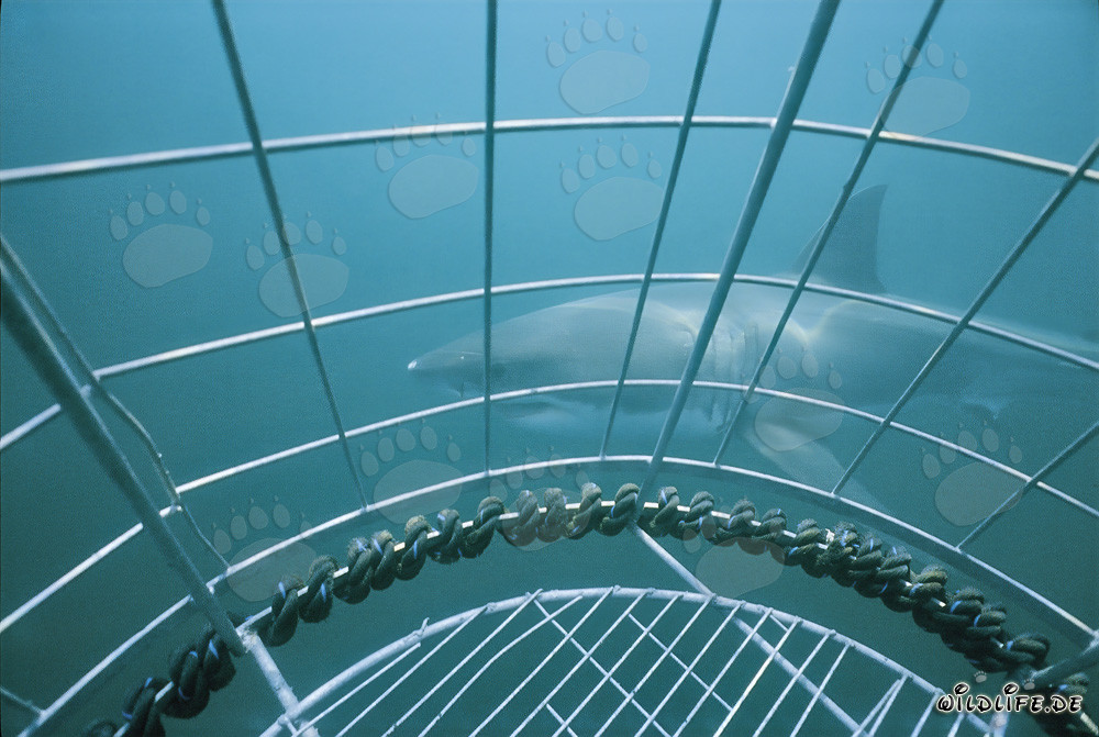 Weißer Hai schwimmt am Haikäfig vorbei