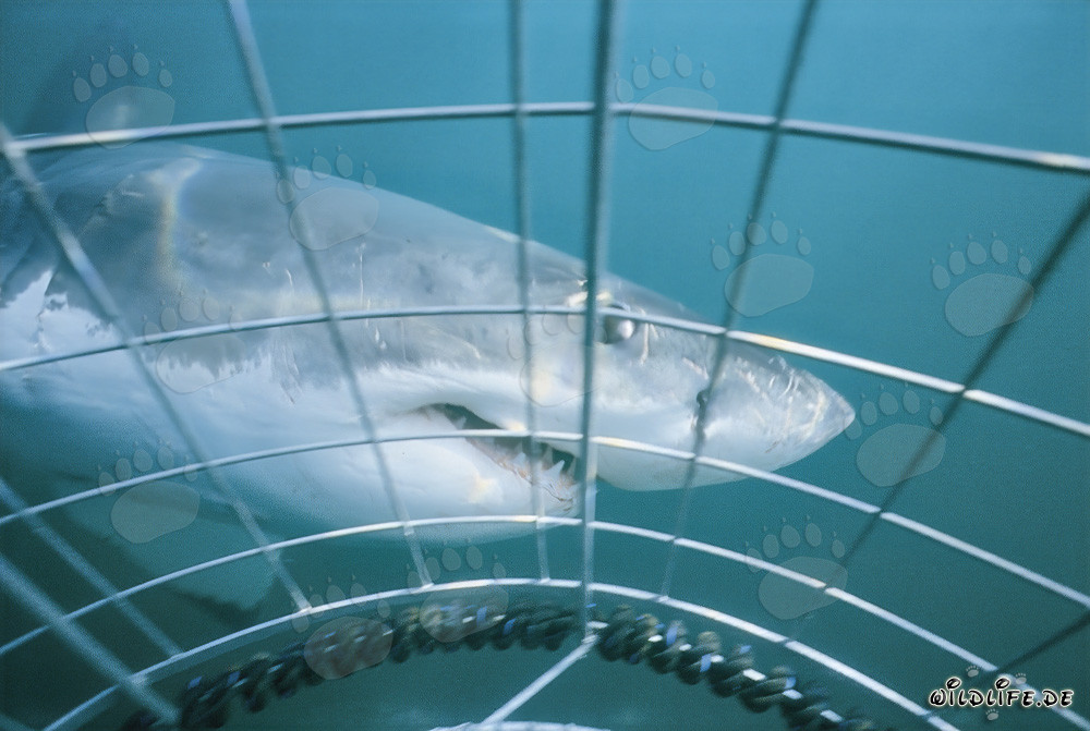 Grand requin blanc majestueux tourbillonne autour de la cage de requin à Gansbaai