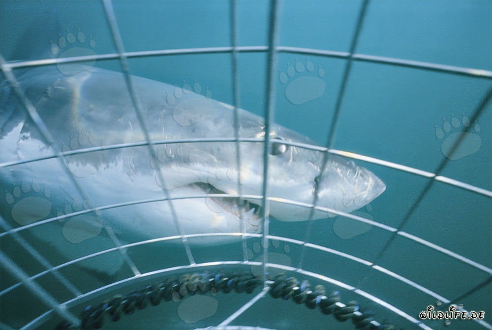 Majestic Great White Shark circling the shark cage off Gansbaai