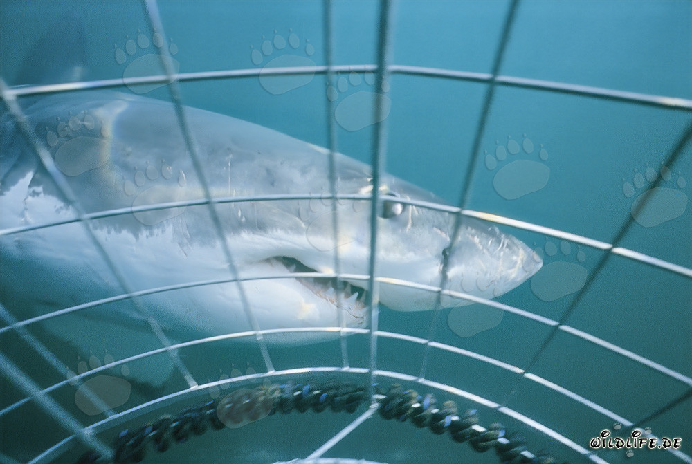 Maestoso squalo bianco circonda la gabbia degli squali di fronte a Gansbaai