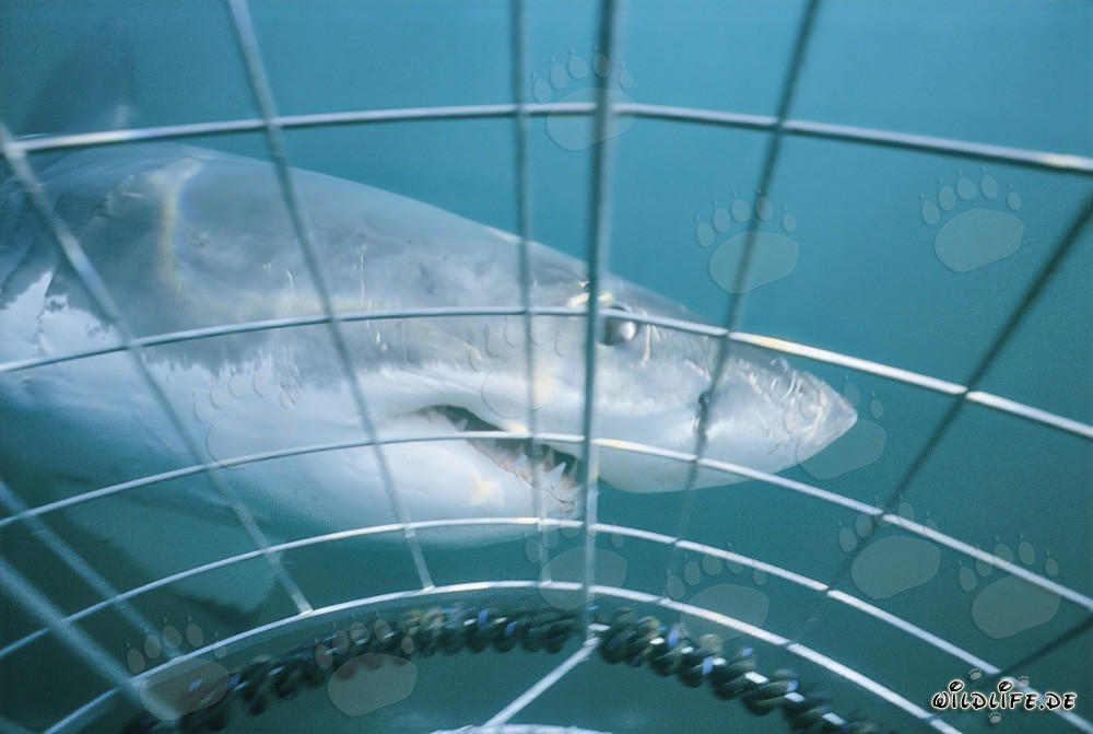 Majestätischer Weißer Hai umkreist den Haikäfig vor Gansbaai