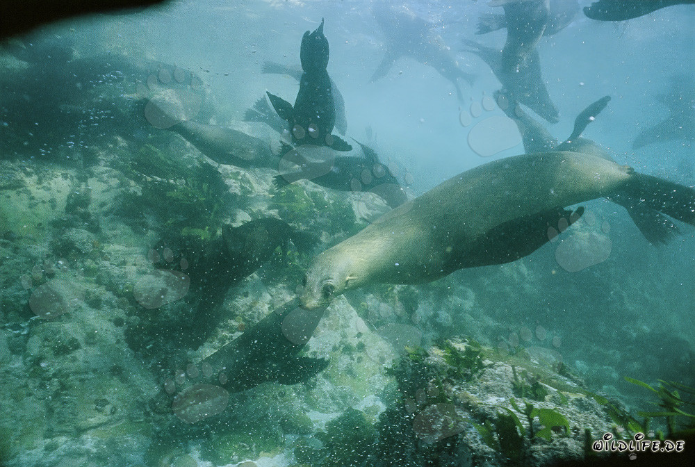 Juguetones de Foca Peluda bajo el agua en Gansbaai, Cabo Occidental, Sudáfrica