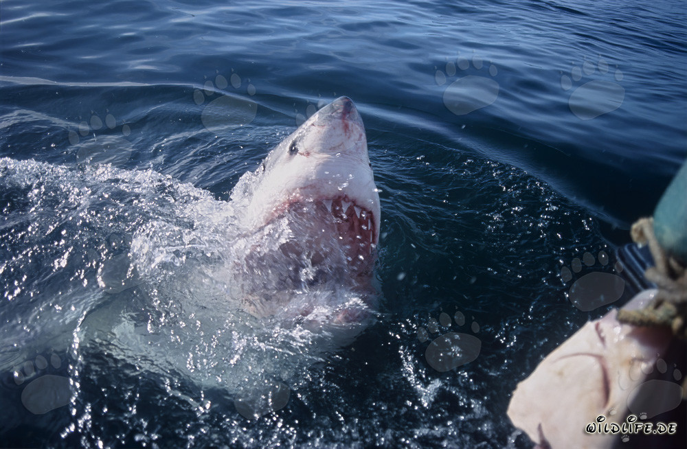 Grand Requin Blanc avec la gueule ouverte