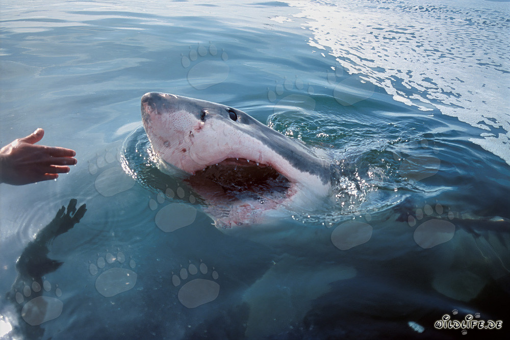 Grand requin blanc impressionnant se dirige vers le moteur hors-bord