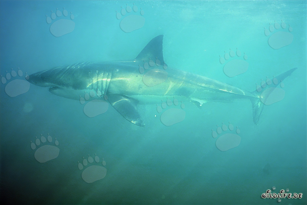 Great White Shark swimming at low visibility in the Shark Alley