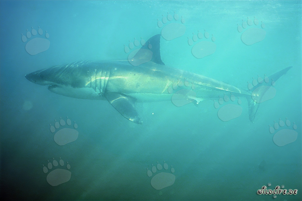 Requin blanc nage dans l'Alley des Requins par faible visibilité