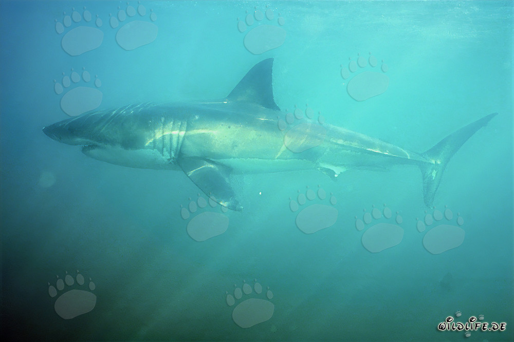 Squalo bianco nuota nell'Alley degli Squali con poca visibilità
